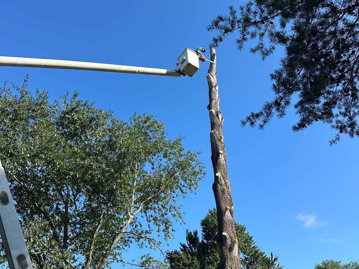 El Costeño Tree Service LLC